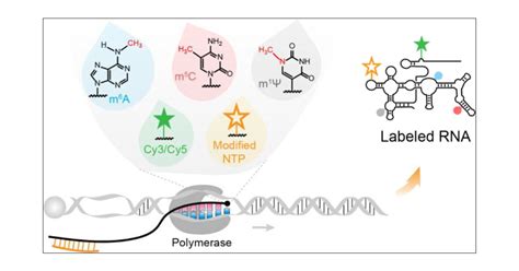 Labeled Rna Model