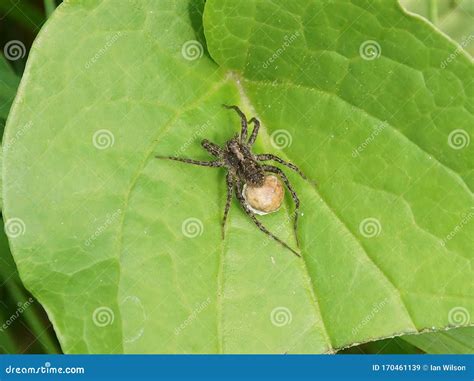 Giant House Spider with Laying Eggs Stock Image - Image of abdomen ...