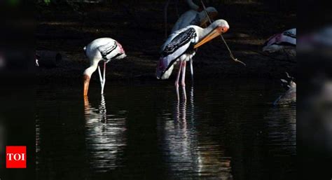 Migratory birds start arriving at Jayakwadi | Chhatrapati Sambhajinagar News - Times of India