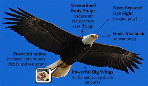 Eagles: Birds of Prey and Their Hunting Adaptations – Nature Blog Network