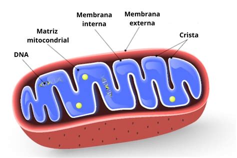 Mitocôndrias: o que são, funções, constituição - Biologia Net