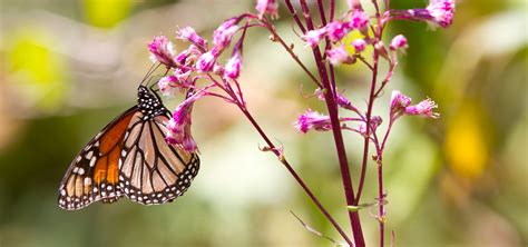 Monarch Butterfly: Endangered Species Facts, Info & More | WWF.CA