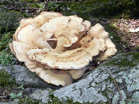 Blue Country Magic: Oak Tree Root Fungus