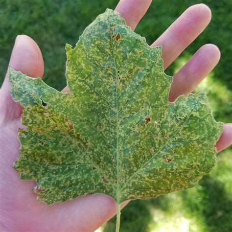 Sycamore tree leaves look like they're deteriorating. Anybody know what would be causing this ...