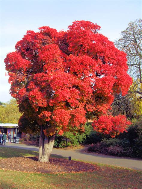 27 Terrific Flowering Trees For Texas Yards - ProGardenTips