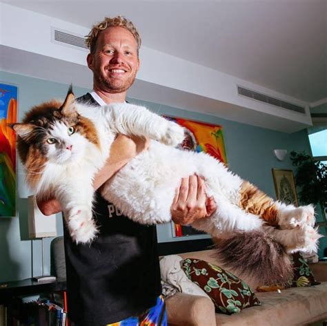 Samson - The Biggest Cat In New York City - Is 4 Feet Long And Weighs 28 Pounds - Small Joys