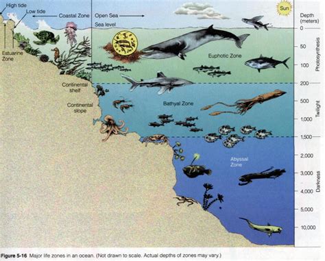 Hoopman's Science: Grade 8 Week 15: Ocean Environments