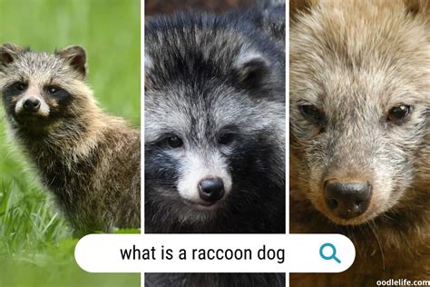 What Is A Raccoon Dog? (with Photos) Understanding This Canine Species - Oodle Life