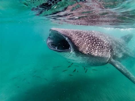 Swimming with Whale Sharks in The Philippines - Oslob and Donsol - STINGY NOMADS