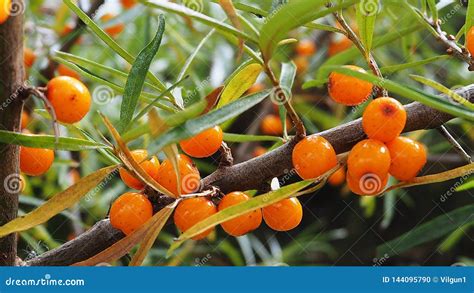 Sea Buckthorn Berries on a Branch Stock Photo - Image of natural, berries: 144095790