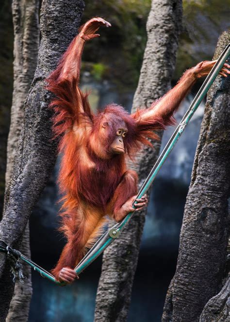 Monkey Walking on Rope among Trees · Free Stock Photo