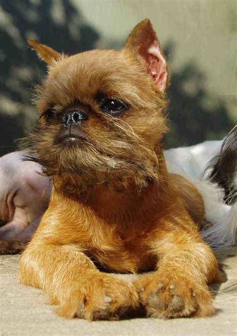 Cute brown Affenpinscher photo and wallpaper. Beautiful Cute brown ...