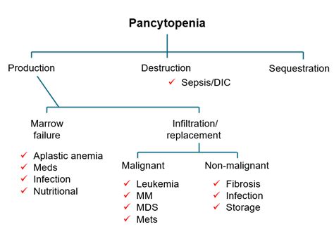 What Is Pancytopenia? Definition, Causes Treatment Video, 41% OFF