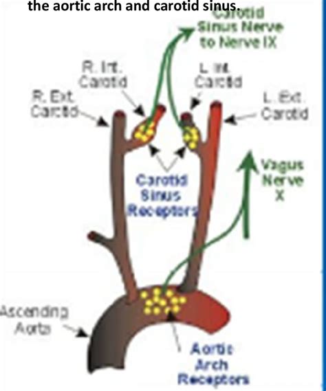 Location and innervations of arterial Baroreceptor | Download Scientific Diagram