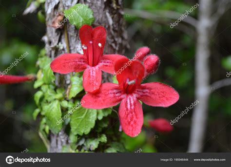 South American Rainforest Flowers : Species Profile Orchid Orchidaceae Rainforest Alliance ...