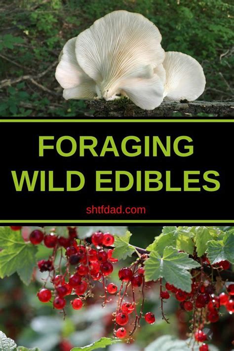 Foraging Wild Edibles