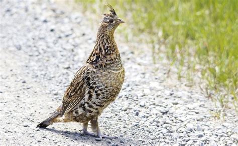 Pa. state bird could leave if summer temperatures rise: report - pennlive.com