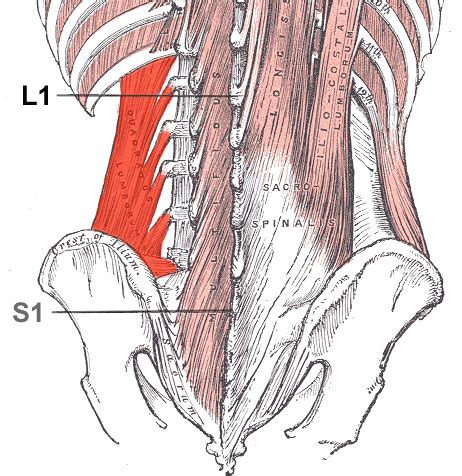 Músculo cuadrado lumbar - Wikipedia, la enciclopedia libre