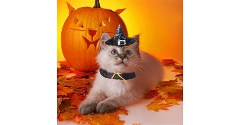 Cat Witch Costume | Best Cat Costumes For Halloween 2020 | POPSUGAR Pets Photo 31