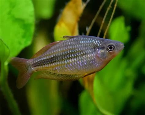 Lake Eacham rainbowfish - Facts, Diet, Habitat & Pictures on Animalia.bio