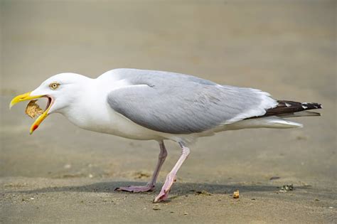 Can You Eat Seagulls and How Do They Taste? - American Oceans