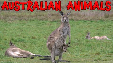 Australian Animals! Learn Australian Animals for Kids - YouTube