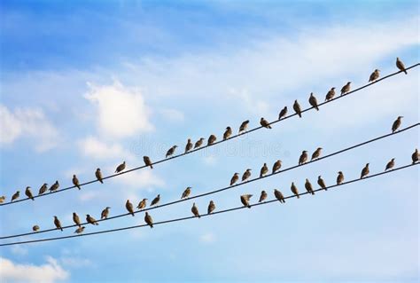 A Flock of Birds Sitting on Wires Stock Image - Image of bird, cloud ...