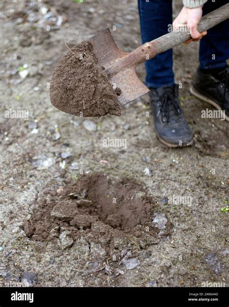 Plant tree dig hole hi-res stock photography and images - Alamy