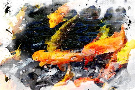 Fantastic colored Koi carp swimming at pond, watercolor on Behance