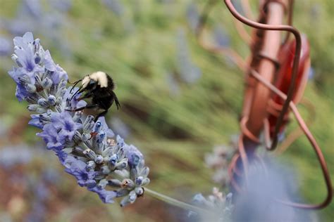 Bumble Bee | Scott Hingst | Flickr