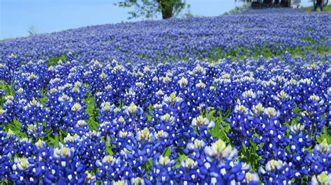 Bluebonnets: Legends and Lore of the Texas State Flower - Farmers' Almanac