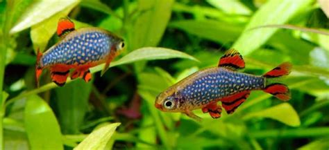 Types Of Cold Water Fish Pets At Home - Unique Fish Photo