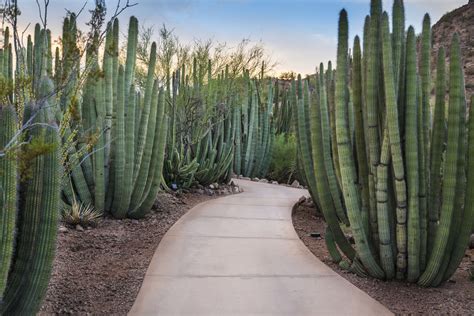 15 Best Ground Cover Plants For Shade | Hausette