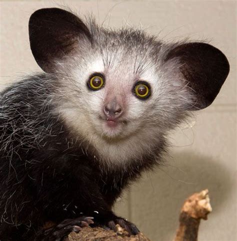 AYE-AYE | Denver Zoo Primates, Mammals, Beautiful Creatures, Animals Beautiful, Denver Zoo, Aye ...