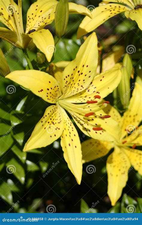 Yellow lilies stock photo. Image of petals, bloom, yellow - 989858