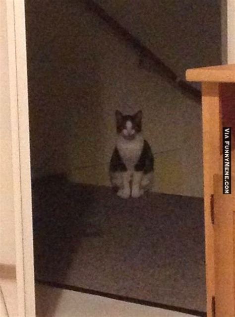 Cat memes I'm waiting for you... Check more at http://www.funnymeme.com/cat-memes-im-waiting-for ...