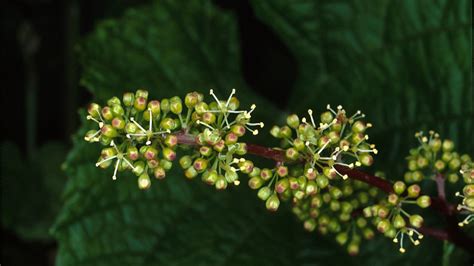 Grape genetics research reveals what makes the perfect flower | Cornell Chronicle