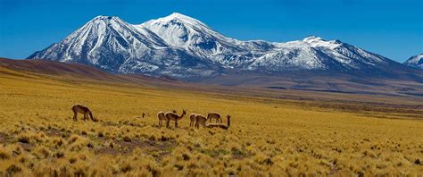 Vicuna Wool - World's Finest Wool