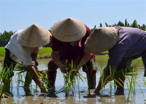 Hands-on Rice Growing Tour, Vietnam | Audley Travel