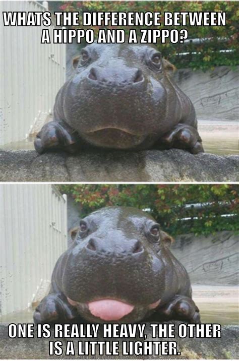 Hippo Jokes : r/funny