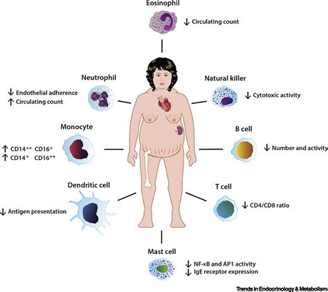 Graves Disease And Cushing Syndrome - Pregnant Center Informations