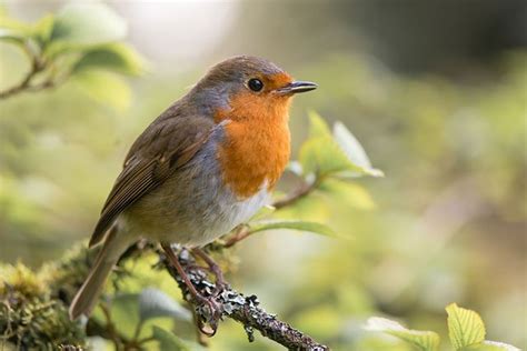 The Robin - Britain's Favourite Bird | Bird Spot