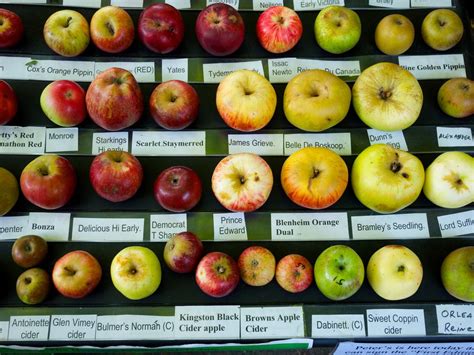 photo of different apple varieties | Apple varieties, Bramley, Apple