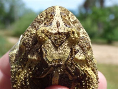 CRANWELL´S HORNED FROG Ceratophrys cranwelli FAUNA PARAGUAY