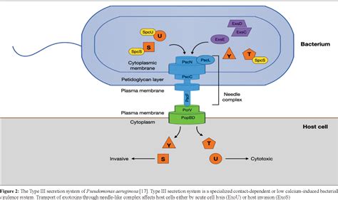 Figure 2 from The role of Type III secretion system in the pathogenesis of Pseudomonas ...