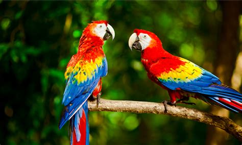 Scarlet Macaw : National Bird of Honduras | Interesting Facts About Scarlet Macaw