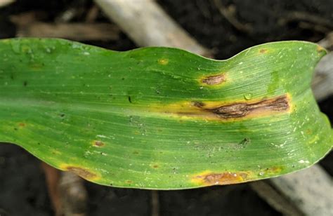 Is a Fungicide Needed for Developing Corn Diseases?