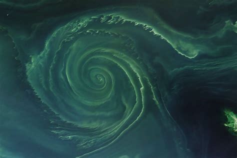 How phytoplankton survive in ocean gyres with low nutrient supplies ...