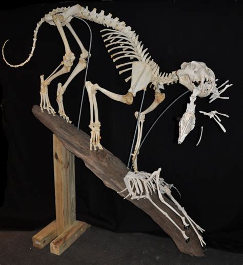 Pin by Michelle McLaughlin on Taxidermy & Skeletons | Bones, Vulture ...