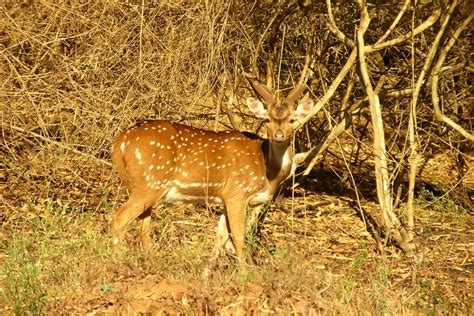 Bandipur National Park – dreamtrails